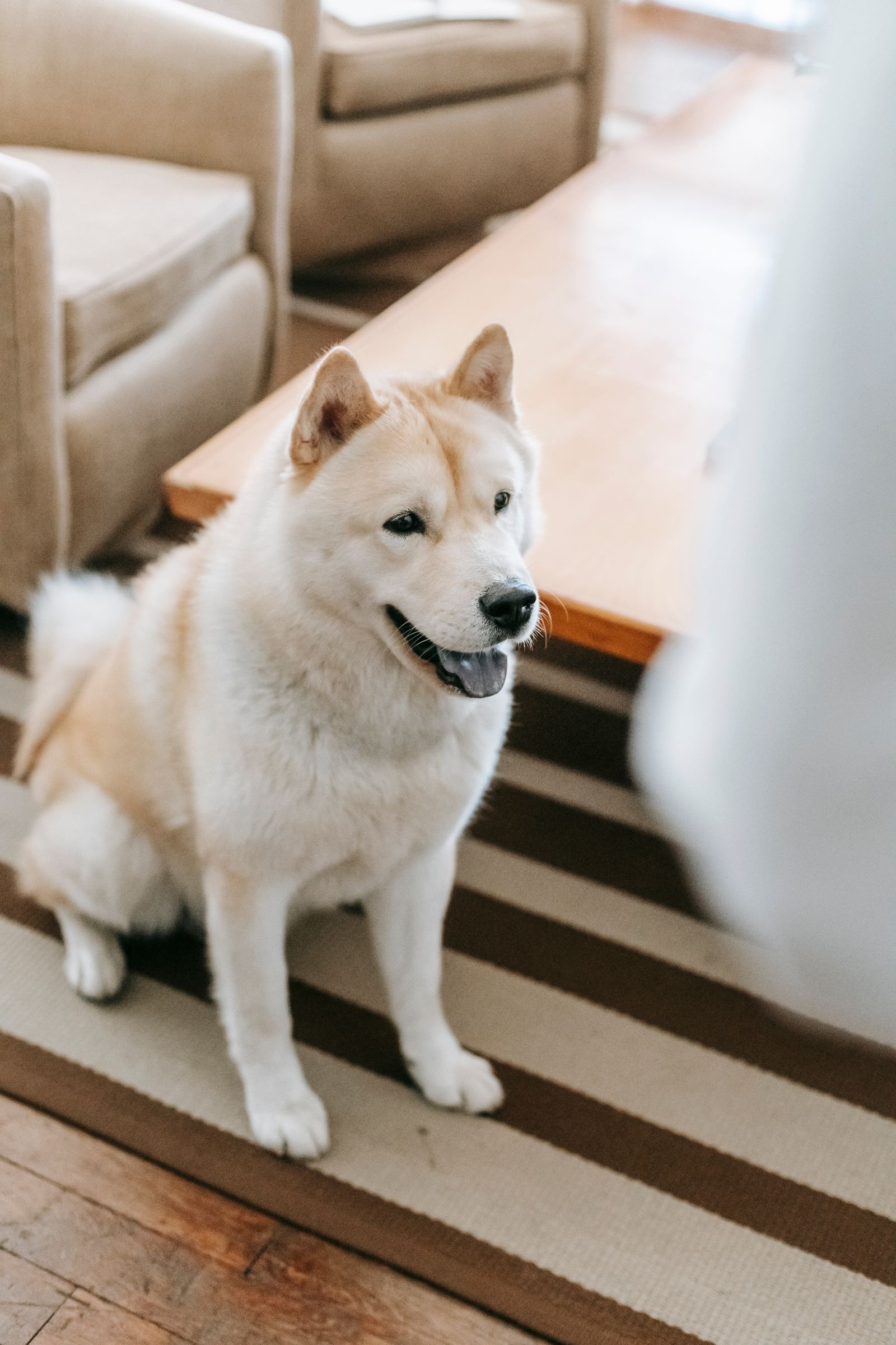 Akita sitting on a striped rug in a living room