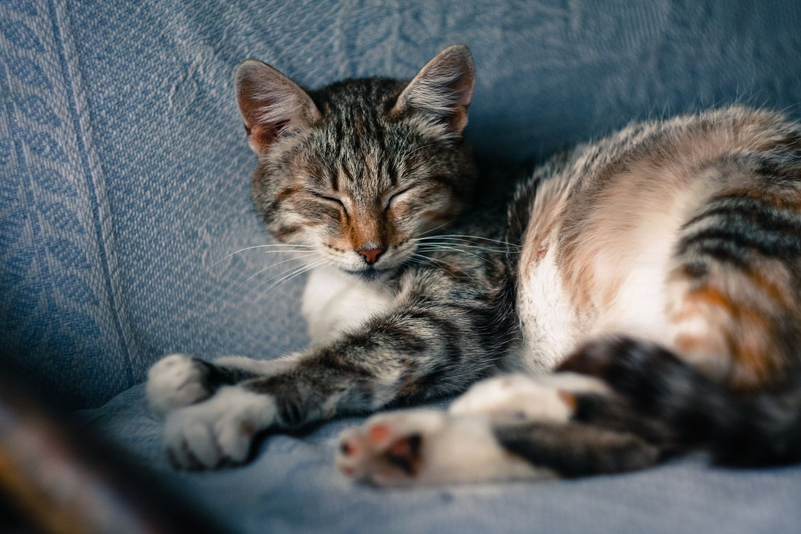 Tabby cat sleeping on a blue sofa