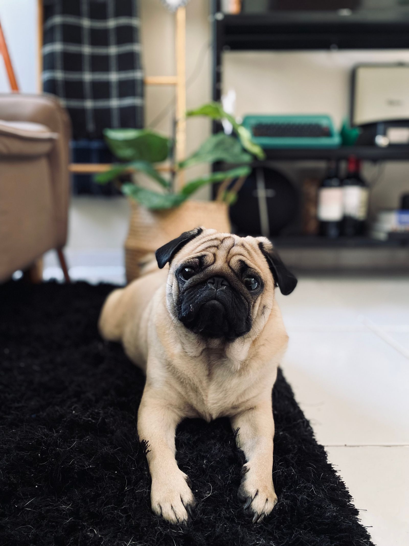 Pug lying on a black rug in a living room